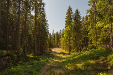 Guided Nature Walk at Holmenkollen in Oslo