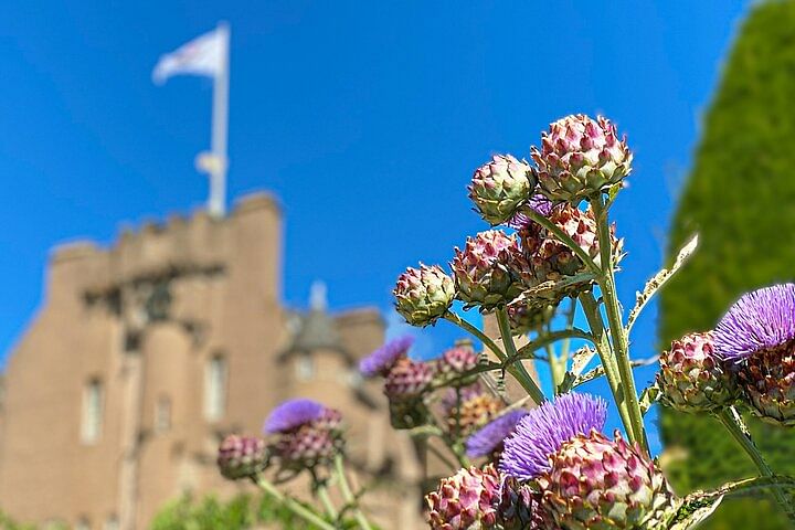 Giant Thistles at Crathes Castle Aberdeenshire