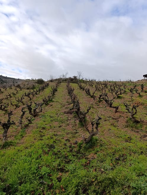 Three Day Rioja Wine Experience - Photo 8