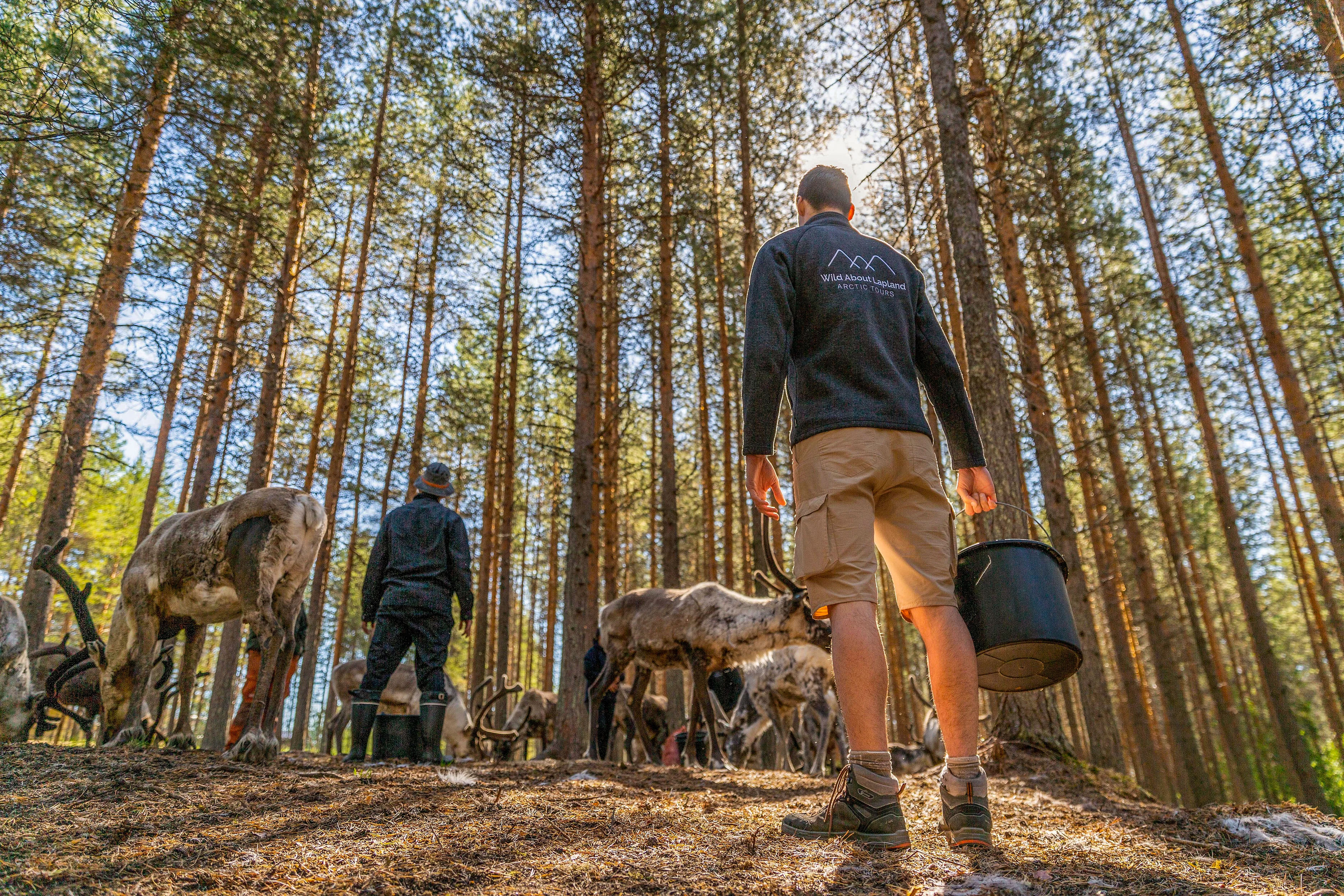 Unique chance to feed the reindeer in the middle of forest
