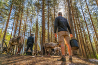 Unique chance to feed the reindeer in the middle of forest