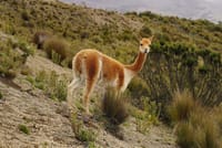 Andes Vicuña