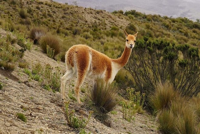 Andes Vicuña