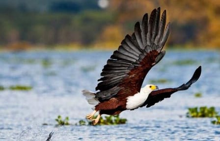 5 Day Amboseli Nakuru Mara Kenya with Lodging Safari Tour