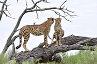 Chobe Day Trip - Chobe National Park (With Lunch Buffet) 9