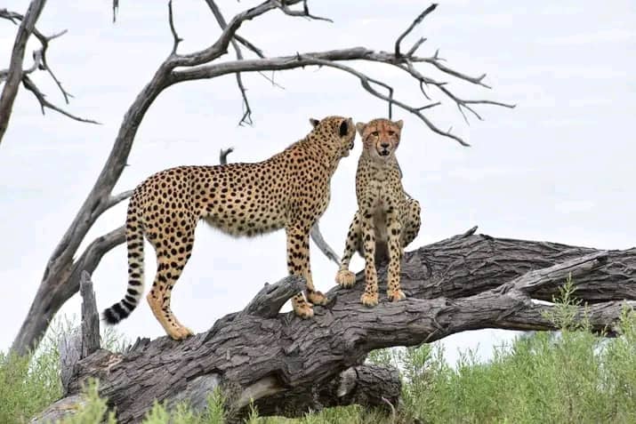 Chobe Day Trip - Chobe National Park (With Lunch Buffet) 9