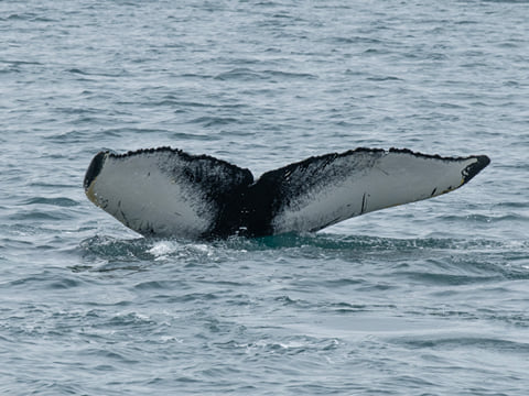Whale Watching Ísafjörður , photo 5