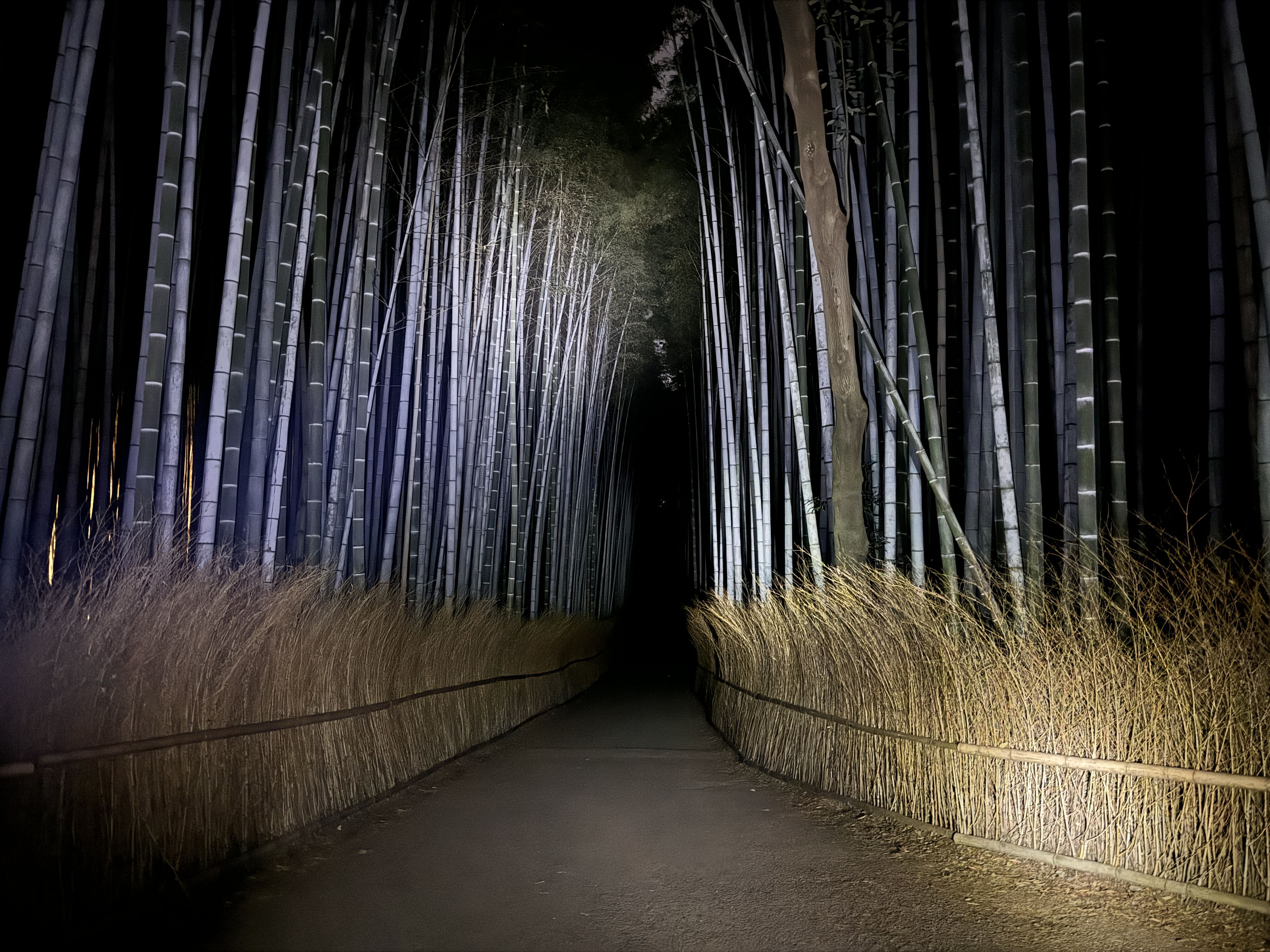 Ghost Hunting in the Bamboo Forest - Arashiyama Kyoto at night