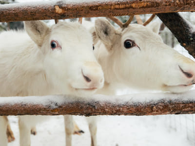 Meet Santa Claus’ Reindeer in Santa Claus Village, Rovaniemi