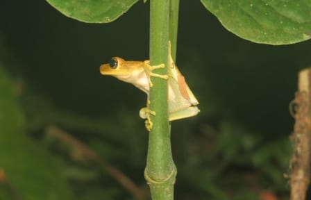 5-Day Jungle and Pampas Adventure in Rurrenabaque, Bolivia