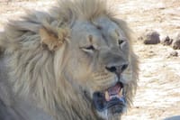 Chobe full day