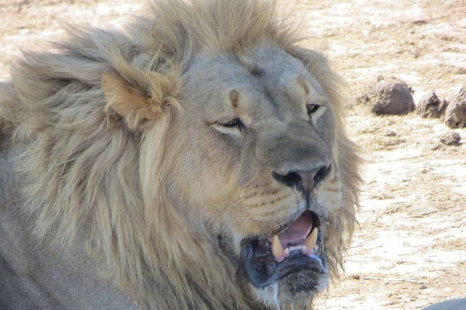 Chobe full day