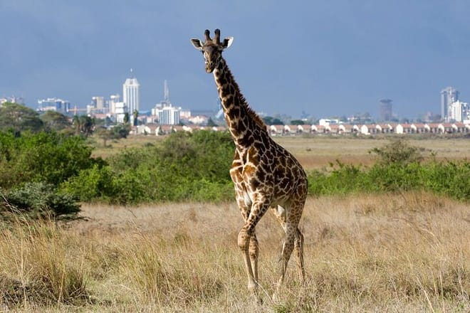 Half-Day Nairobi National Park Tour from Nairobi 10