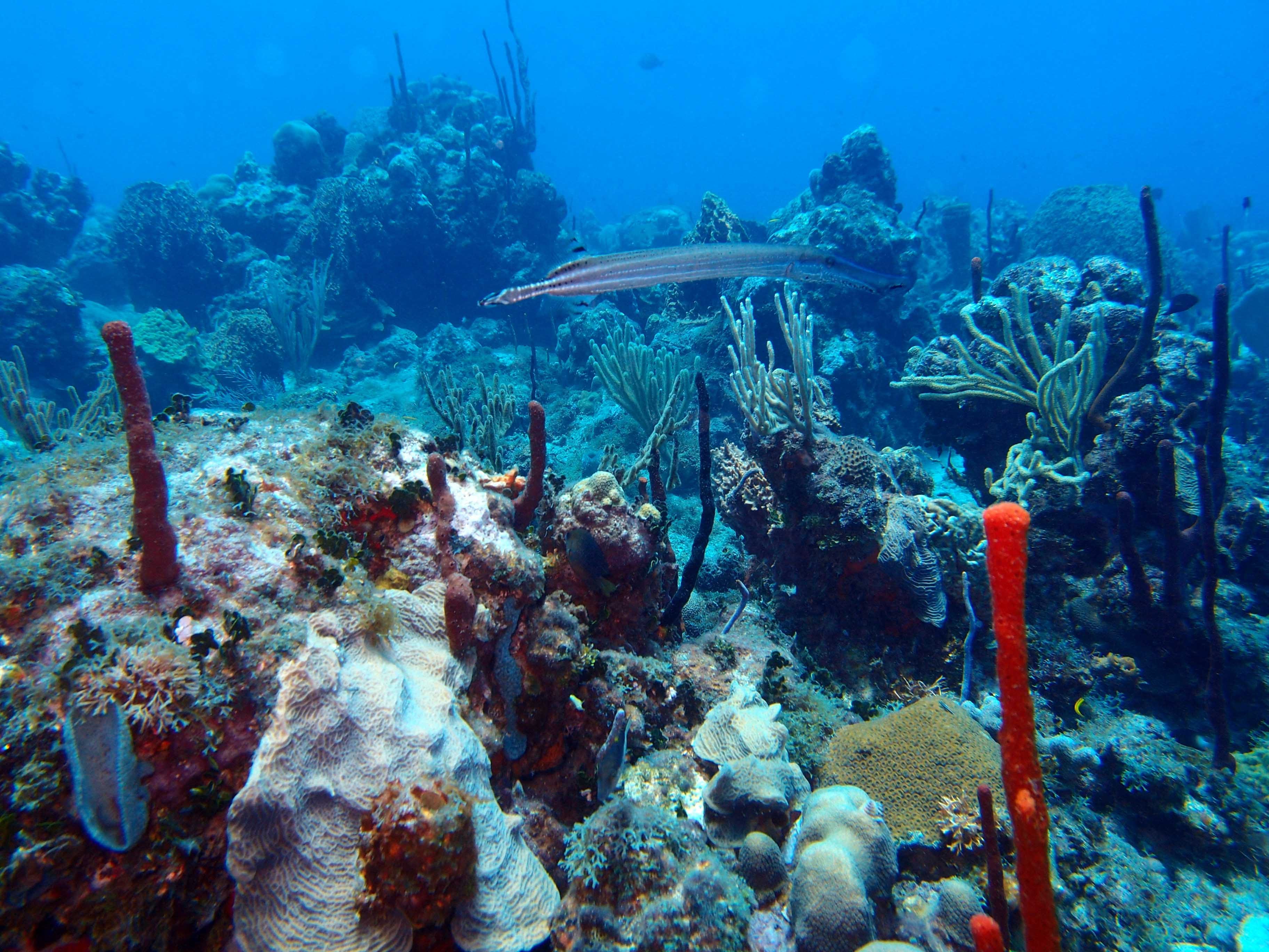 ScubaDoo - Explore the ocean in Punta Cana