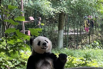 5-Day Chengdu and Chongqing City Tour with Panda Base Visit
