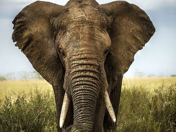 Small Group Safari and Wine Tasting Near Cape Town