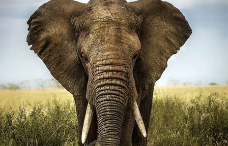 Small Group to Aquila Big5 Private Game Reserve with Wine Tasting