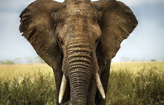 Small Group to Aquila Big5 Private Game Reserve with Wine Tasting