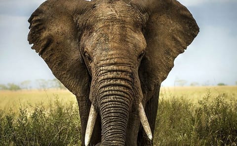 Small Group Safari and Wine Tasting Near Cape Town