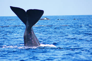 Whale Watching Adventure from Colombo to Mirissa, Sri Lanka