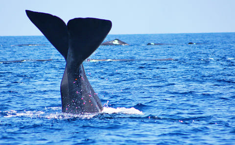 Whale Watching Adventure from Colombo to Mirissa, Sri Lanka