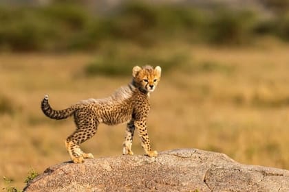 Bo-Kaap, Cheetah Outreach Firgrove & Stellenbosch Wine Tasting