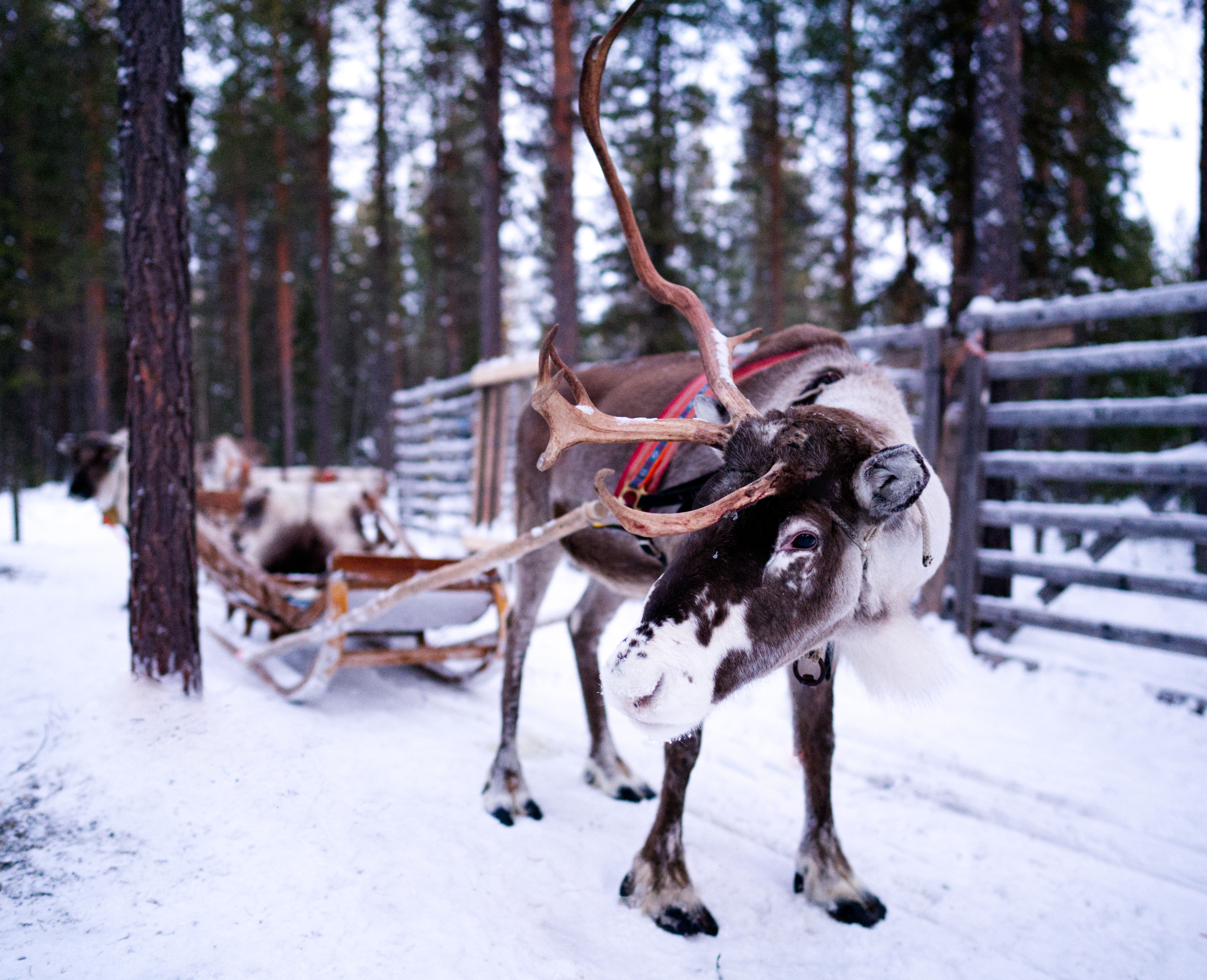 Reindeer with a sleigh