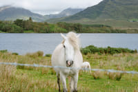 Hill walking the Connemara hills or mountain ranges. Galway. Guided. Half or Full day 7