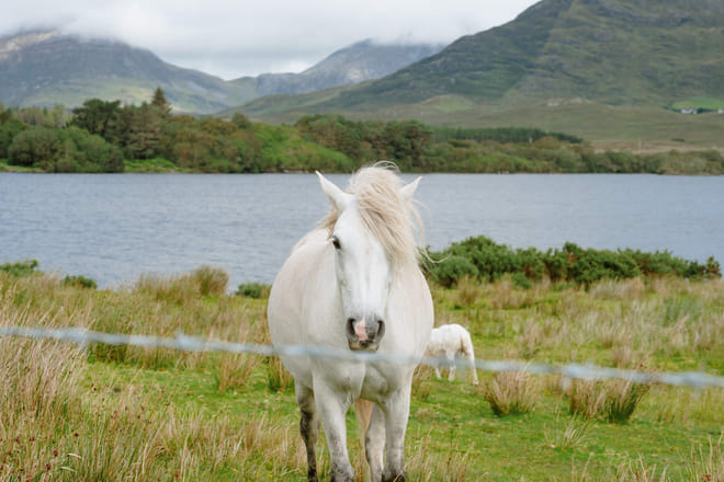 Hill walking the Connemara hills or mountain ranges. Galway. Guided. Half or Full day 7