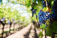 Wine tasting tour 1
