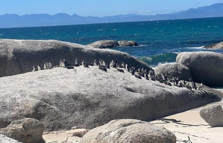 Full-Day Cape of Good Hope and Table Mountain with Penguins Tour
