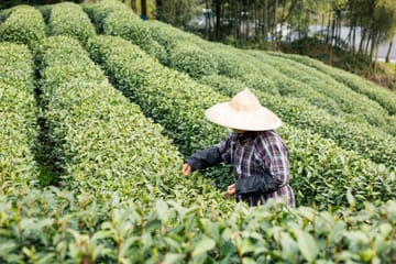Leshan Giant Buddha and Tea Terrace Day Tour in Sichuan