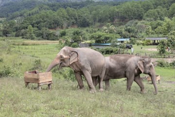 Day for Elephant Half-Day Afternoon