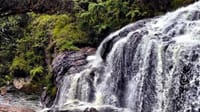 Hortan Plains & Nuwara Eliya Tour (German & English) 8