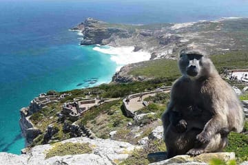 Cape Point ,Cape of Good Hope and Table Mountain Tour .