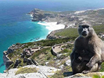 Cape Town Tour: Cape Point, Table Mountain, and Boulders Beach