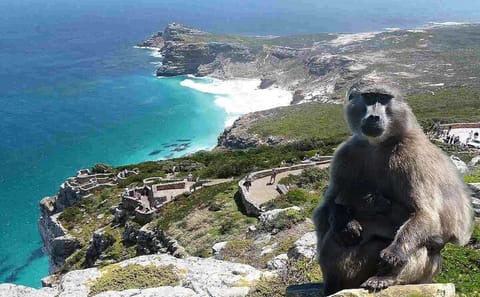 Cape Town Tour: Cape Point, Table Mountain, and Boulders Beach