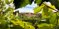 Apperitif Winery Experience - Wine Tasting Tour 2