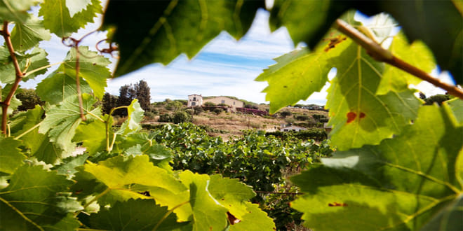 Apperitif Winery Experience - Wine Tasting Tour photo 2
