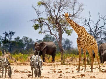 10-Day Big 5 Safari and Diani Beach Getaway in Kenya