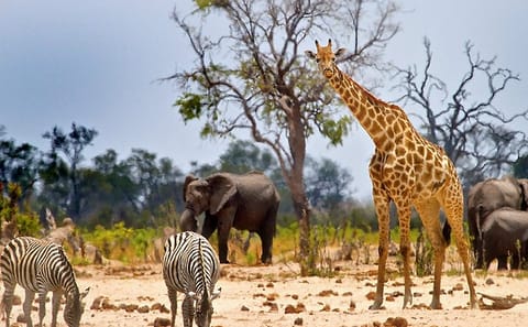 10-Day Big 5 Safari and Diani Beach Getaway in Kenya
