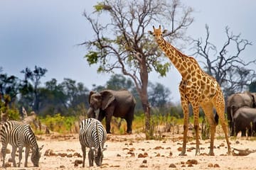 10-Day Big 5 Safari and Diani Beach Getaway in Kenya