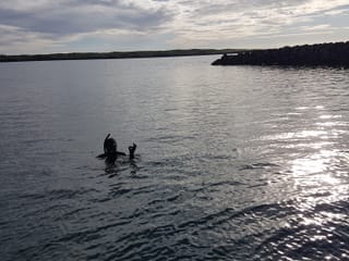 Freedive foodhunt , photo 6