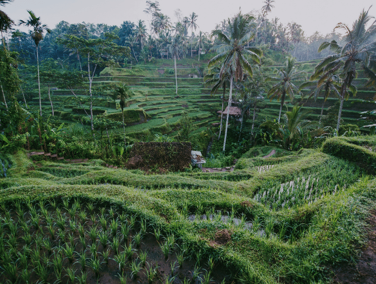 Tegalalang Rice Terrace