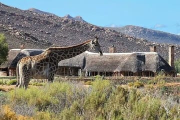 Private Big 5 Safari at Aquila – Tickets, Lunch & Transfers