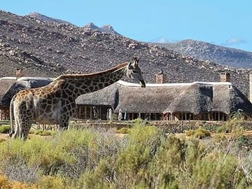 Private Big 5 Safari Experience from Cape Town with Lunch