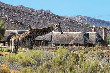 Private Big 5 Safari at Aquila – Tickets, Lunch & Transfers