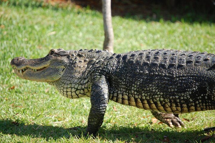 Everglades Airboat Adventure & Wildlife Show at Sawgrass Park