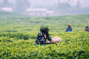 One Day Experience at Nuwara Eliya from Kandy