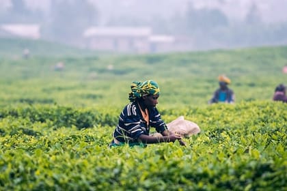 One Day Experience at Nuwara Eliya from Kandy